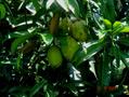 انبه کوئینی / انبه معطر